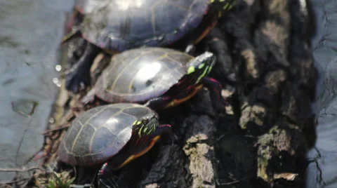Turtles on a Log Look Up Stock Footage 61335681