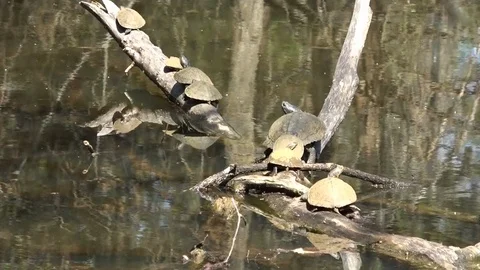 Turtles on a Log, Pan and Zoom Stock Footage 104991625