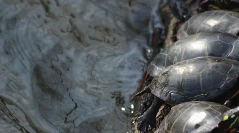 Turtles on a Log Pan Stock Footage 61335883