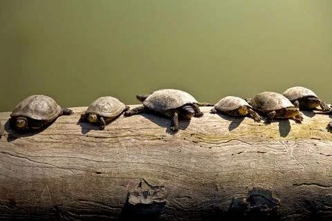 Turtles on a log Stock Photos