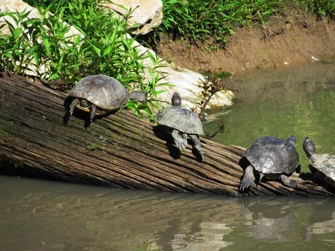 Turtles on a log Stock Photos