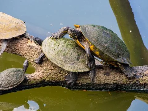 Turtles on a Log in a River Stock Photos