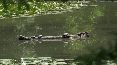 Turtles on a log in the sun 4K 4:2:2 10-bit - July 2018 Stock Footage 93006974