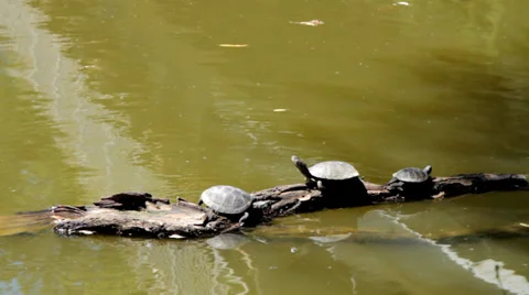 Turtles on a log in water Stock Footage 39863731