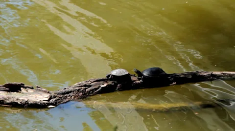 Turtles on a log in water Stock Footage 39863749