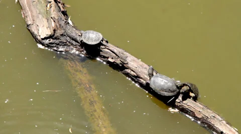 Turtles on a log in water Stock Footage 39863769