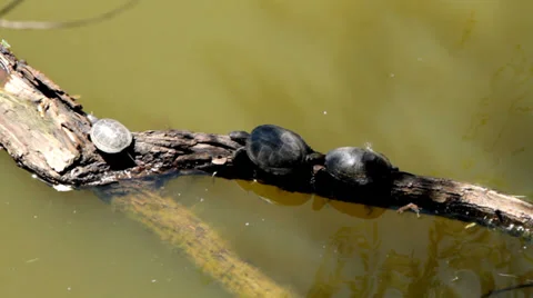 Turtles on a log in water Stock Footage 39863844