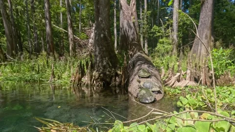 Turtles on Log in Water from a Kayak Stock Footage 316780875