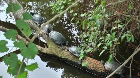 Turtles on a log with the wind blowing Video stock 61386928
