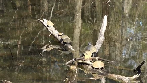 Turtles on a log6 Stock Footage 104991525