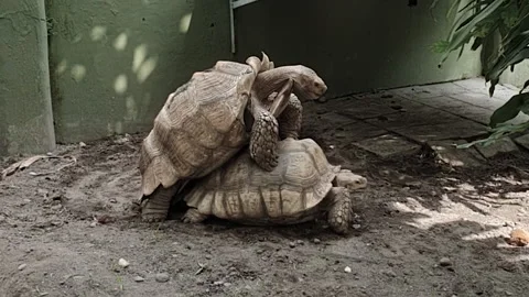 Turtles in Love Stock Footage 231364774