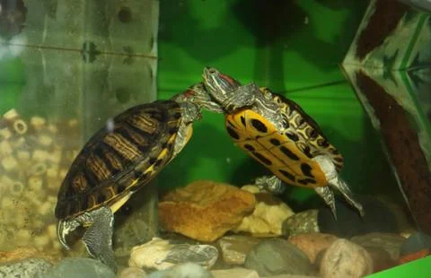 Turtles in love Foto stock