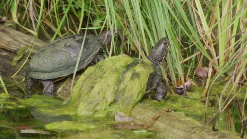 Turtles lying in the reed. (4K Resolutio... | Stock Video | Pond5