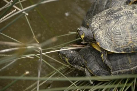 Turtles make love Stock Photos