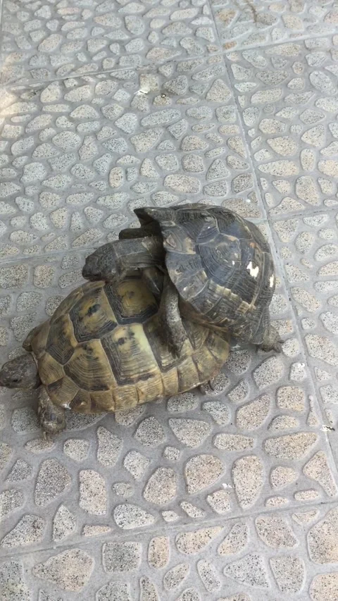 Turtles making love Stock Footage 140738159