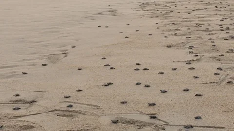 Turtles march to the sea Stock Footage 73898239