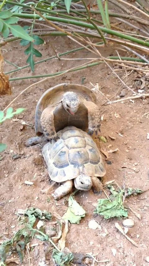 Turtles mating Stock Footage 282542738
