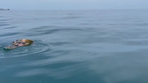 Turtles mating in the middle of the ocean Stock Footage 220695129