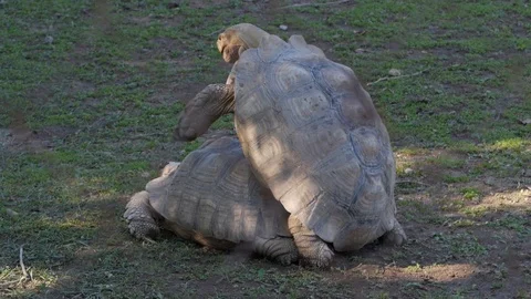Turtles mating seen from behind 動画素材 92861172