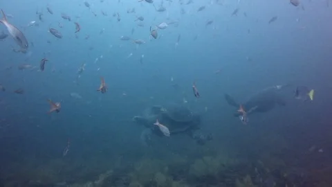 Turtles mating while diving in galapagos Video stock 127246001