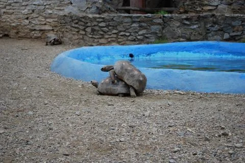 Turtles mating at the zoo Foto stock
