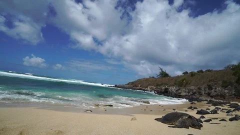 Turtles on Maui Beach Vidéo 91664322