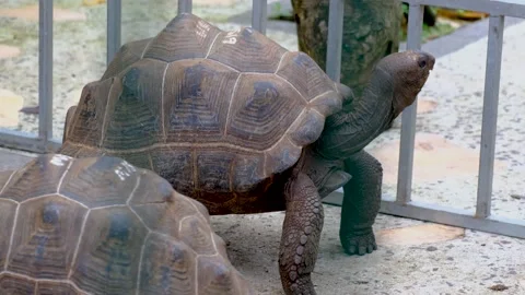 Turtles in the Mauritius zoo Stock Footage 169976824