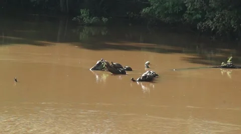 Turtles milling about on top of logs in swamp Stock Footage 42105492