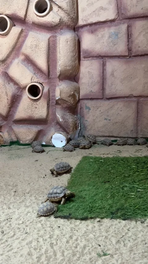Turtles move on sand and artificial grass Stock Footage 310968711