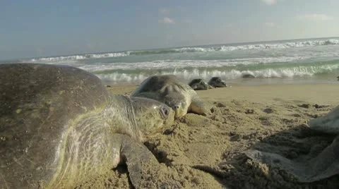 Turtles moving on the Beach Video stock 10560410