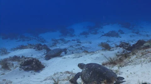 Turtles moving on the sand Видео 5048030