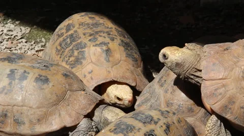 Turtles need sunlight lying. Stock Footage 56300971
