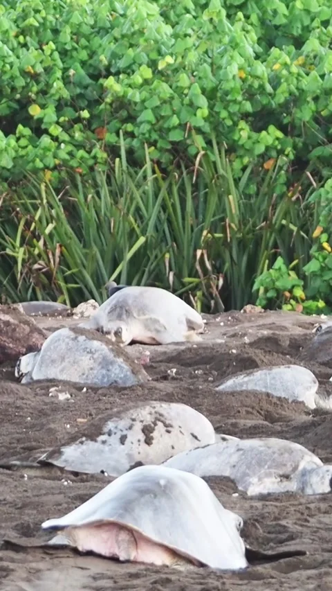 Turtles nestling laying eggs during synchronized nesting event at ostional beach Video stock 308705883