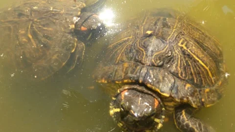 Turtles in old pond Video stock 153299353