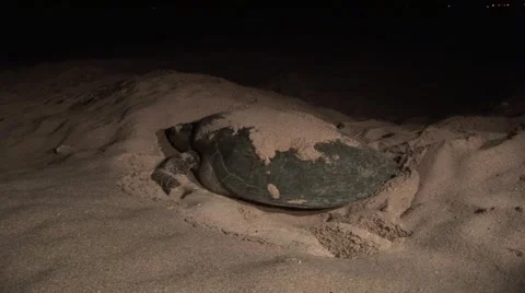 Turtles from Oman 1 Stock Footage 1214852