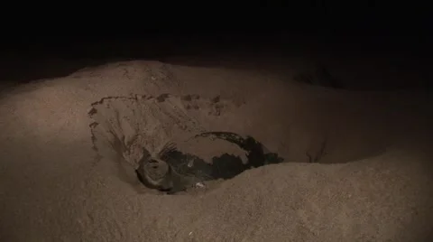 Turtles from Oman 2 Stock Footage 1214838