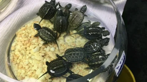 Turtles in pet store Stock Footage 152943069