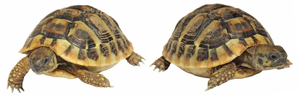 Turtles Stock Photos