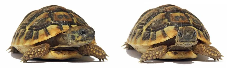 Turtles Stock Photos