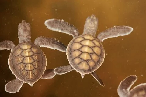 Turtles Stock Photos