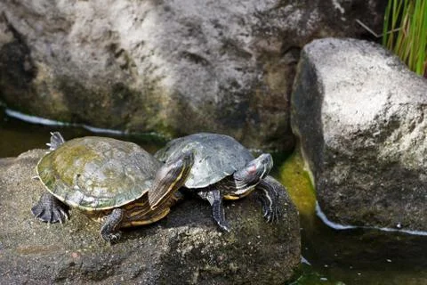 Turtles Stock Photos