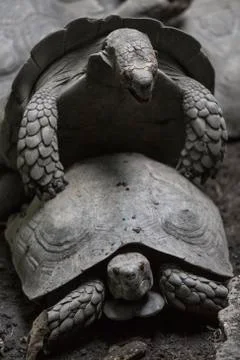 Turtles Stock Photos