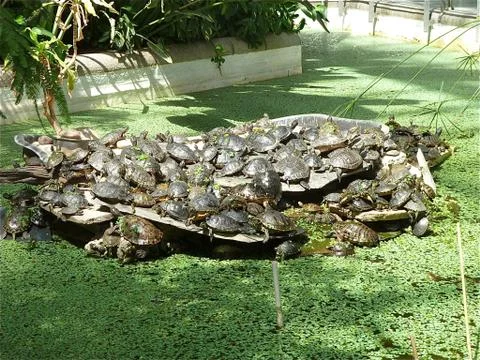 Turtles 写真素材