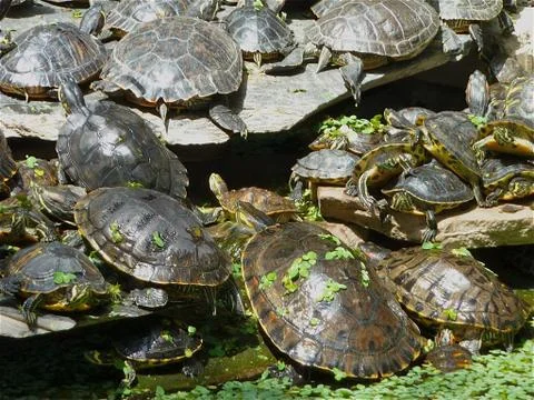 Turtles Stock Photos
