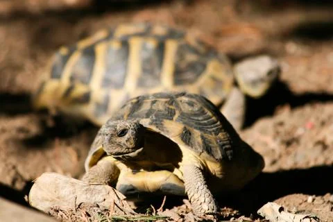 Turtles Stock Photos