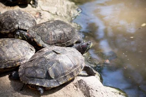 Turtles Stock Photos