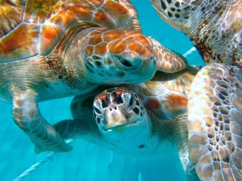 Turtles Stock Photos