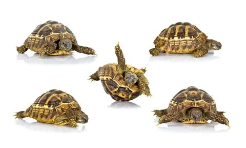 Turtles Stock Photos