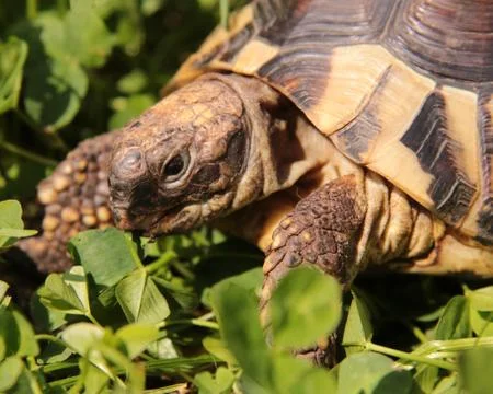 Turtles Stock Photos