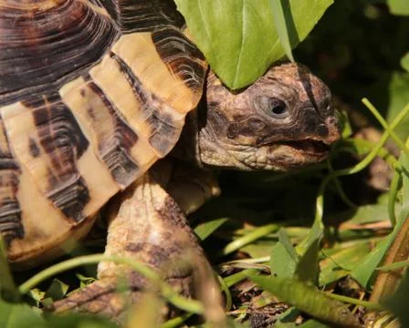 Turtles Stock Photos